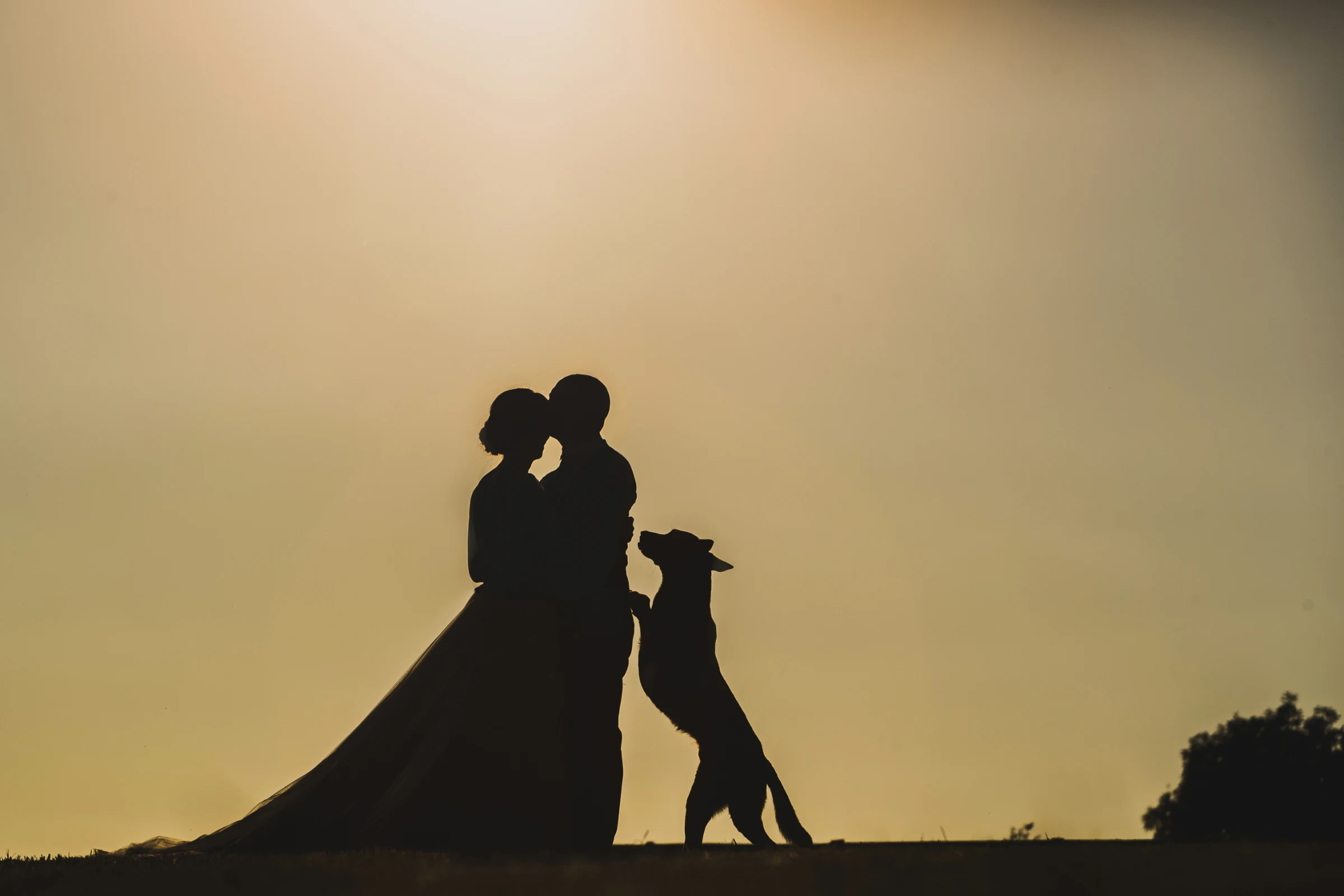 Bodas